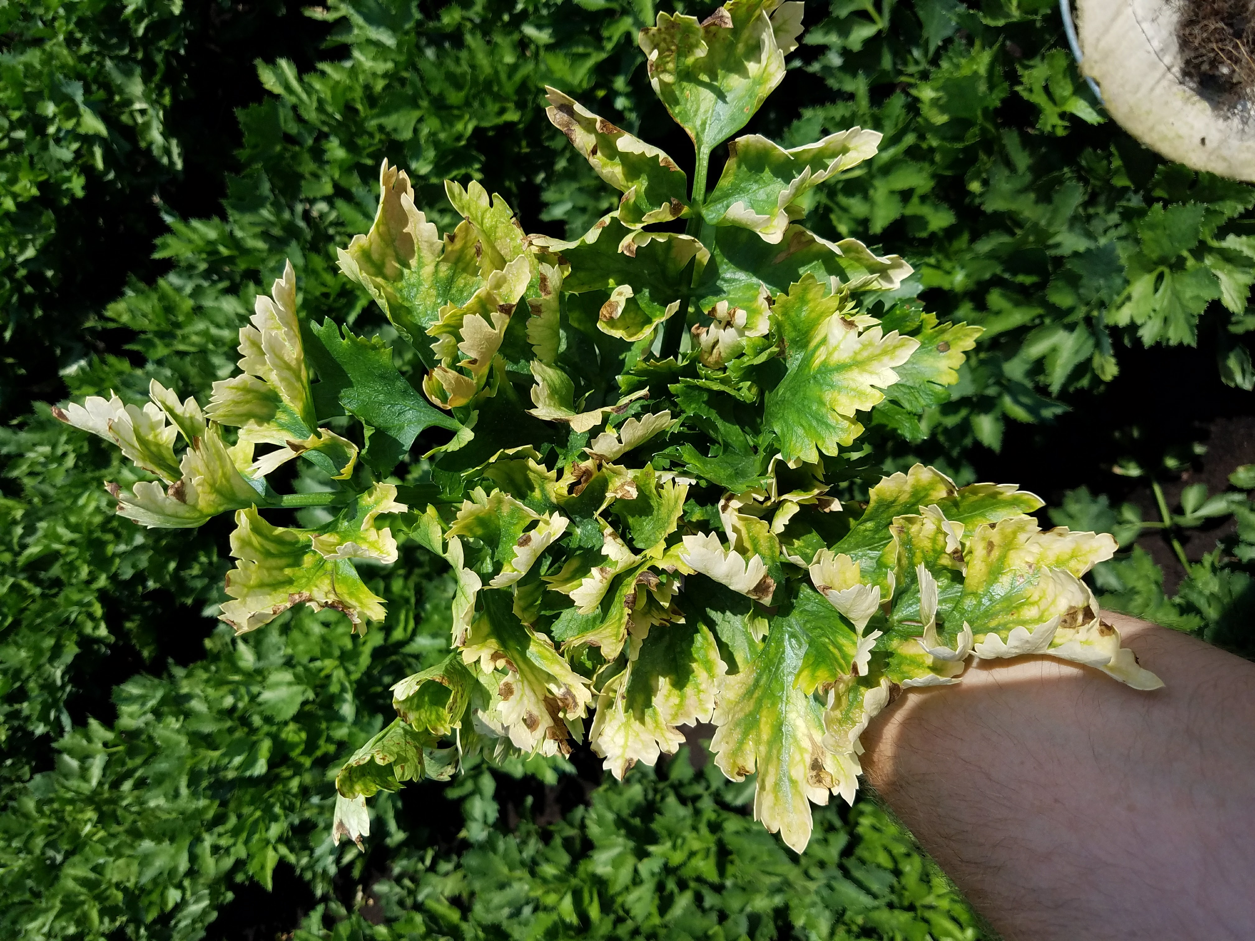 Aster yellows on leaves